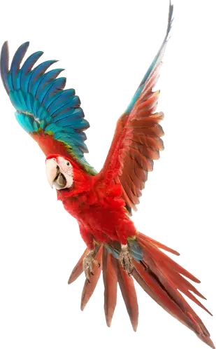 red-parrot