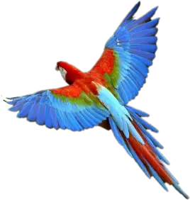 sky-blue-parrot